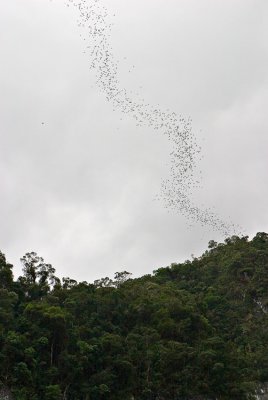 Bats streaming out of Deer Cave at sunset