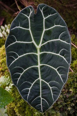 Single leaf plant