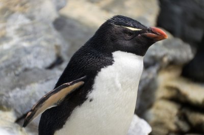 Rockhopper penguin (Eudyptes chrysocome), Lisbon Oceanarium