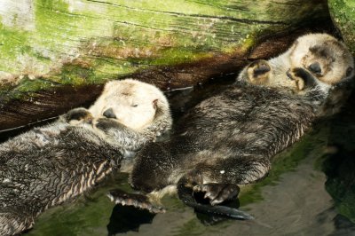 Sea otters (Enhydra lutris), Lisbon Oceanarium