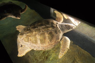 Turtles, Lisbon Oceanarium