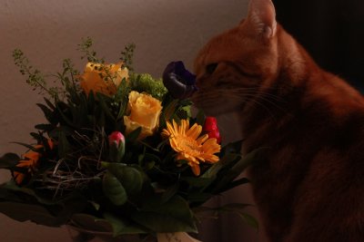 The Cat, who likes Flowers...