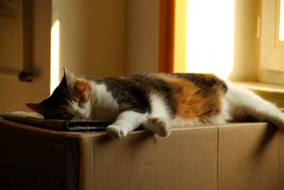 Sleeping Beauty