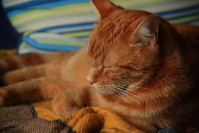 Sleeping Tiger