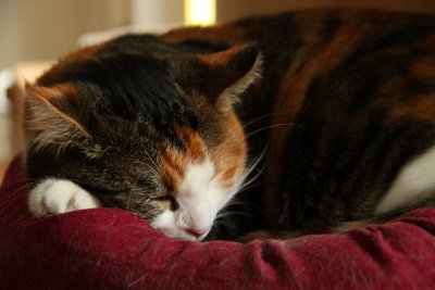 Sleeping Tiger