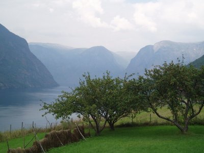 Fjord village: apple trees
