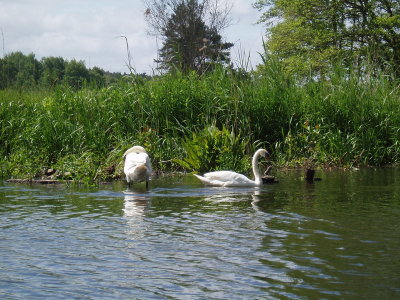 Swans_Warnow_Germany