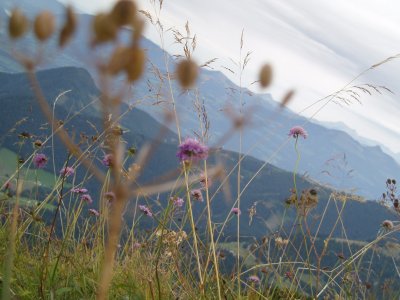 Mountain Flower