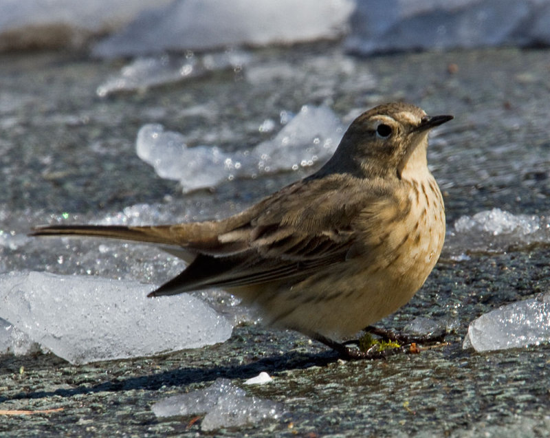 American Pipit