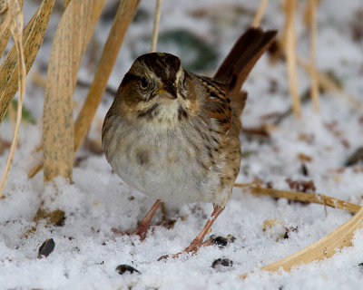 Juvenile Swamp Sparrow
