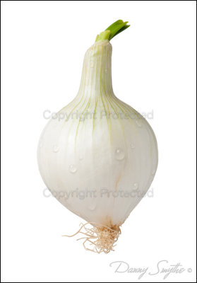 Knob Onion