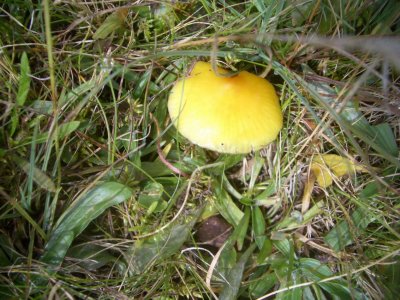 MushroomScotland2006 007.JPG