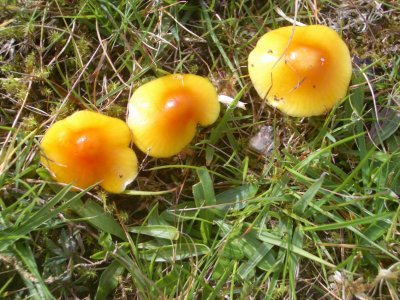 MushroomScotland2006 009.JPG