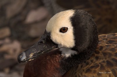 White-faced Whistling Duck