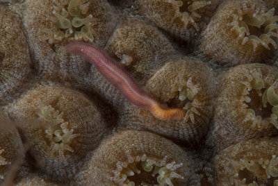 coral_worm.jpg