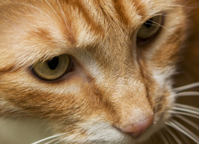 orangeHa_60mm_closeCrop.jpg