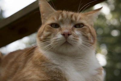orangeblurry2.jpg