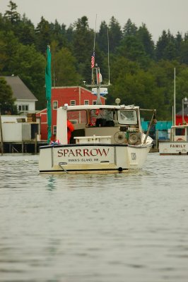 Sparrow - Burnt Coat Harbor