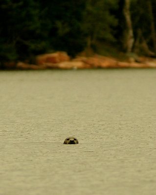 Seal - Burnt Coat Harbor