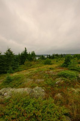 Blue Berry Field - Swan's Island