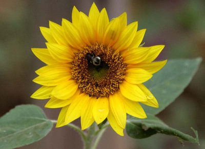 sunflower II.jpg