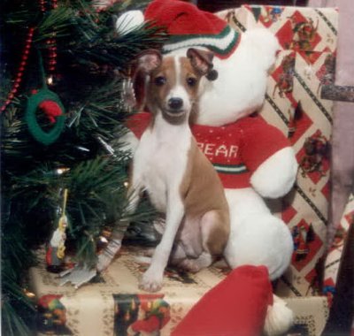 Christmas pup