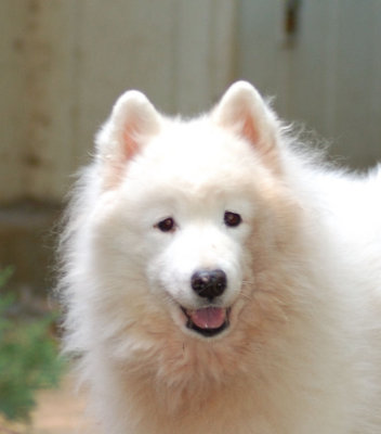 Severnaya's Dreamboat Annie