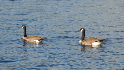 Geese on Lake Burke