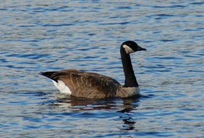 Goose on Lake Burke