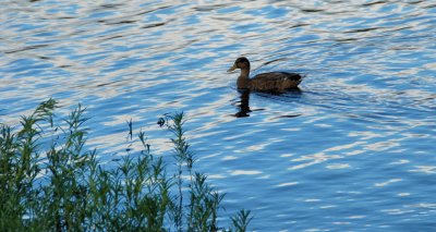 Duck on Lake Burke