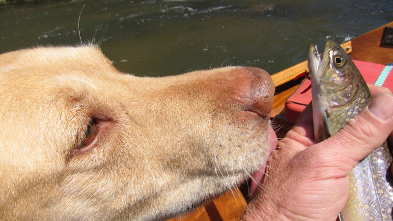 Troutsniffer.JPG