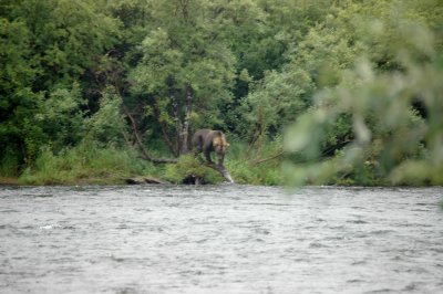 We weren't the only ones looking for Salmon!