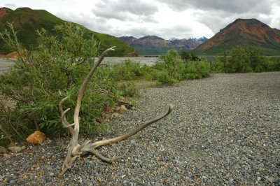 Toklat River