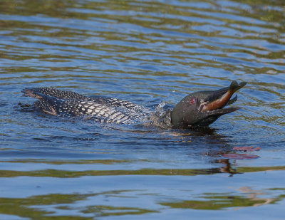 _J9Y0625.jpg Loon with meal