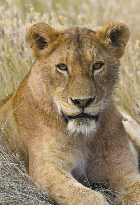 _N8Z6174-jpg Lioness in Botswana
