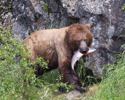 Alaska 2010-56.jpg Bears in Alaska