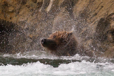 Alaska 2010-314.jpg Brown Bear 