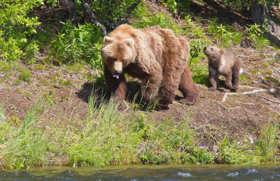Alaska 2010-704.jpg Brown Bear with cub