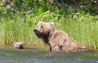 Alaska 2010-745.jpg Mom and cub