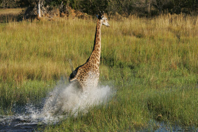 HN8Z0058 jpg Giraffe  in water