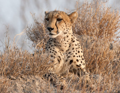untitled-36.jpg Cheetah South Africa