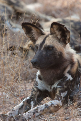 untitled-60.jpg Wild African Painted Dog