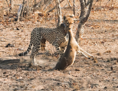 untitled-62.jpg Cheetah with kill