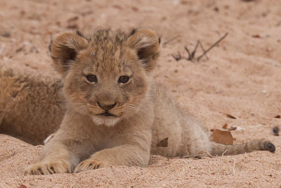 untitled-104.jpg Lion cub