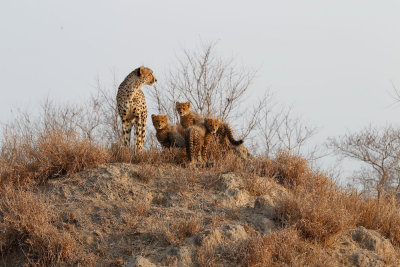 untitled-116.jpg Cheetah with cubs