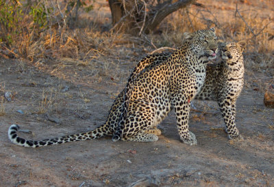 untitled-140.jpg Leopard with son