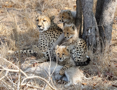 untitled-305.jpg Cheetahs with Mom and Kill