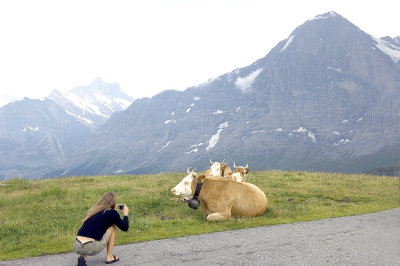 _D2X3001 Eiger Cows.jpg