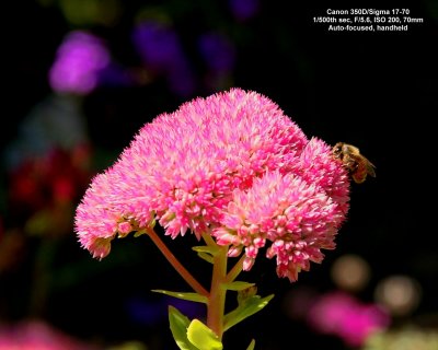 Sigma 17 70 Bees