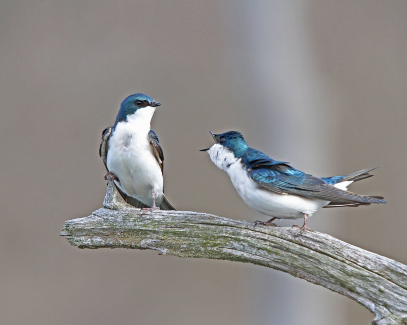 Tree Swallow holding his ground